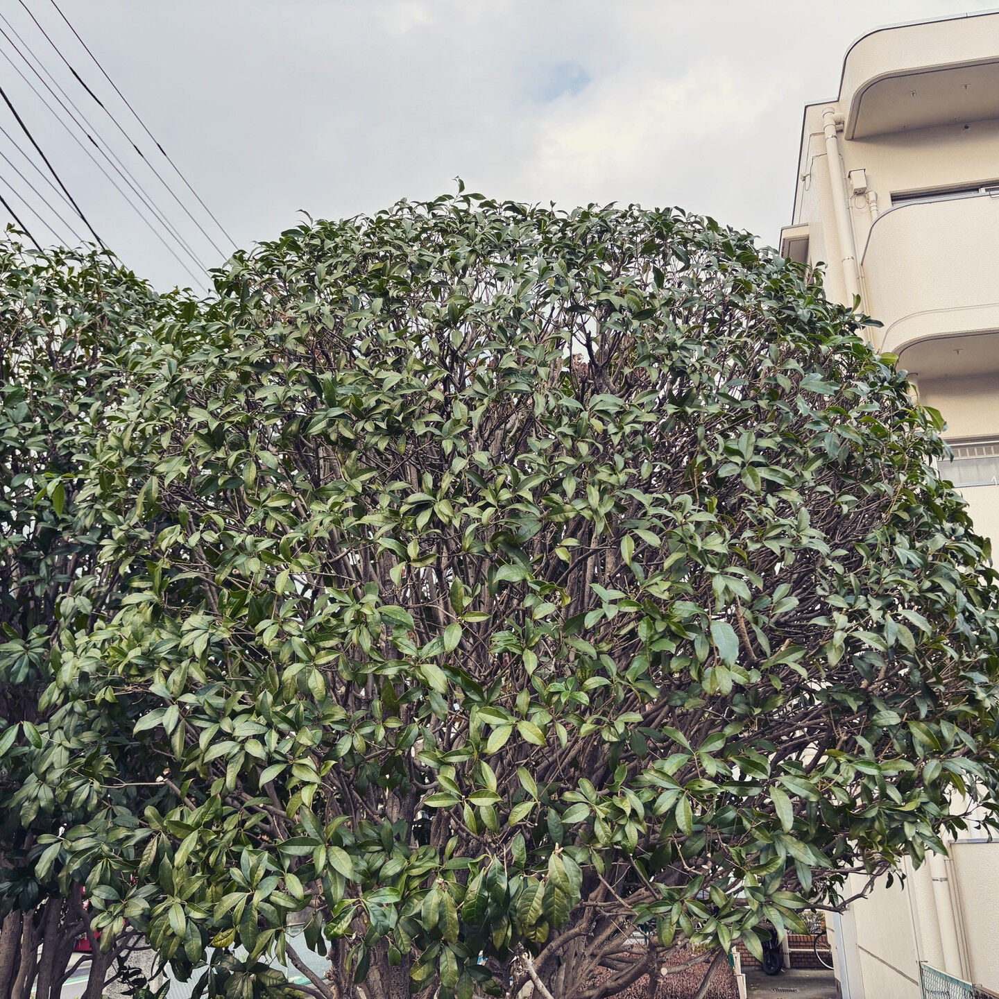 🌳🌸 お庭の管理でお困りなら、ぜひ横浜市にある株式会社菊水総