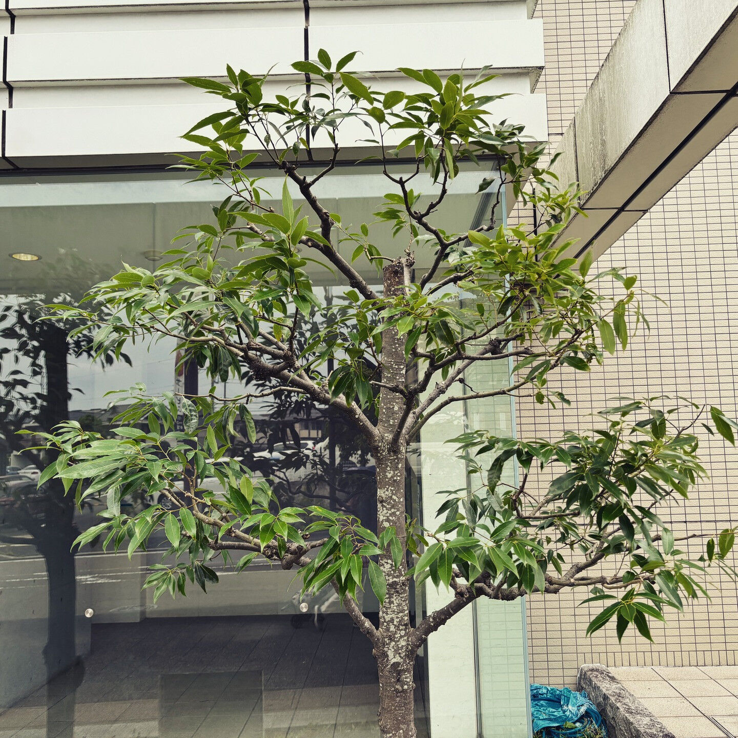 横浜市で庭の手入れが必要な皆様へ！🌿✨ 株式会社菊水総業 菊