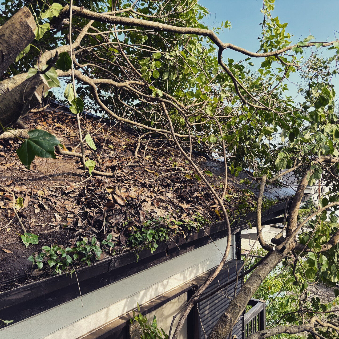 🌳🌪️ みなさま、こんにちは！ご家庭のお庭で成長しすぎた木が